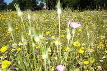 How NPPF revisions are making it easier for developers to build in protected habitats