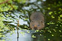 How post-Brexit environmental rules could affect development