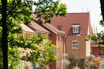 The practical implications of government directions to ensure tree-lined streets