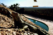 Iguana...top surreal ad