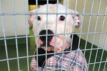 Business Charity Awards 2015: Corporate Foundation - Support Adoption for Pets