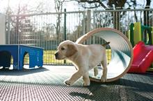Corporate partnership news: Toyota GB in two-year partnership with Guide Dogs