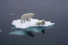 Craig Dearden-Phillips: Don't be a polar bear