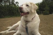 Donation to animal shelter labelled 'Isis' sparks terrorism alert