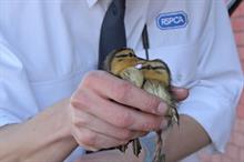 Board replaced and two arrested at RSPCA branch in fraud probe