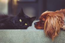 Major animal charities plan closer working in order to save funds