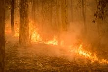 WWF-UK Australia bushfire appeal raises £1m in a week