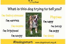 Digital Campaign of the Week: Dogs Trust helps children stay safe