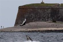 Sea Watch Foundation publishes rare photos of dolphin attack on porpoises