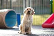 Income at Guide Dogs reaches record high