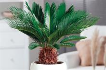Indoor palms