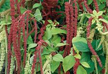 Amaranthus