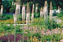 Eremurus