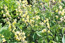 Thermopsis