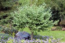 Ginkgo