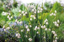 Leucojum