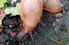 Pest & disease management - slugs and snails on ornamentals crops