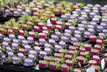 rows of small potted plants