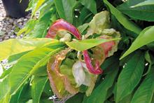 Pest & Disease management - Peach leaf curl