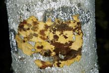 Pest & Disease Management - Beech bark disease