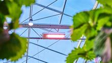 Glasshouse lighting for strawberries by Signify