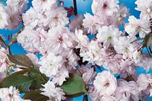 Prunus