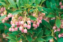 Enkianthus
