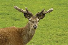 Pest & Disease Management - Roe, fallow and muntjac deer