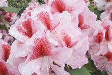 Rhododendron 'Belami'