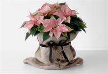 Poinsettia market looking strong as nurseries bounce back and Stars for Europe Marketing Initiative launches