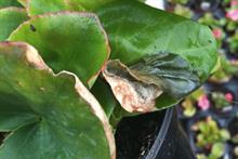 Pest and disease factsheet: Botrytis on ornamentals crops