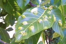 Pest & Disease Management - Tarsonemid and eriophyid mites