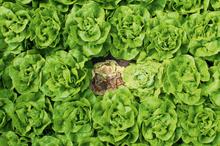 Pest & Disease Factsheet - White mould on field vegetable crops