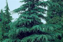 Cedrus