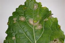 Pest & Disease Management - Leptosphaeria maculans (Phoma leaf spot) on field vegetable crops