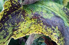 Leaf nematode damage - image: Dove Associates
