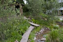 A Rewilding Garden at RHS Chelsea Flower Show 2022