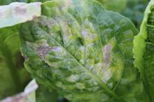 Pest & Disease Management - Lettuce downy mildew