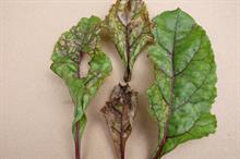 Pest & Disease Management - Downy mildews on field vegetable crops