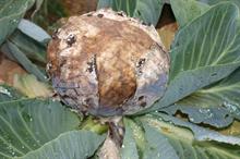 Pest & Disease Management - Grey mould on edible field crops