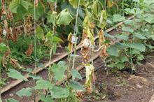 Pest & Disease Factsheet - Wilt on ornamentals crops