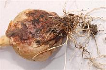 Pest & disease factsheet - Botrytis (Onion neck rot)