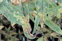 Pest & Disease Factsheet - Downy mildew affecting ornamentals crops