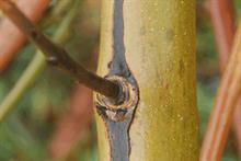 Pest & Disease Management - Ash dieback