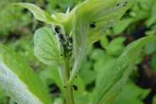 Pest & Disease Management - Aphids on ornamentals crops
