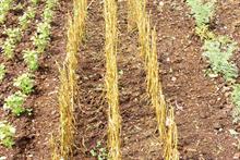 Pest & Disease Factsheet - Puccinia allii on allium crops
