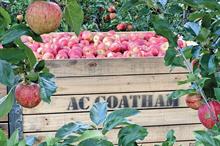Crate of apples from AC Goatham & Son