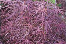 A. palmatum ‘Red Pygmy’ - all images credit: Floramedia
