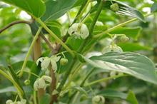 Actinidia arguta 'Issai'