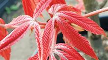Aesculus Erythroblastos: shrimp-pink spring foliage and an upright habit